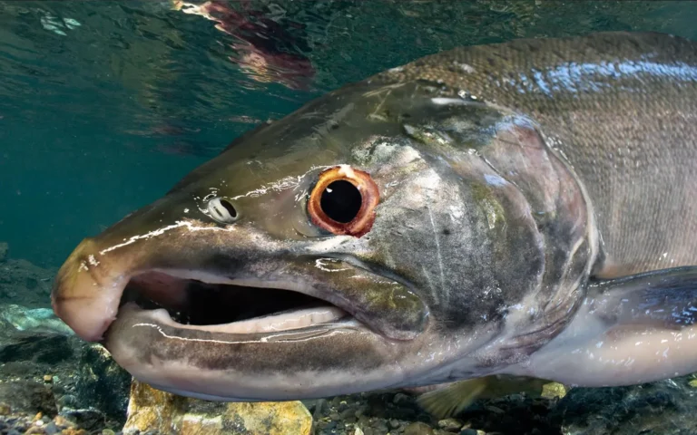 It Took A Study To Show Scientists That Salmon Perform Better on Cocaine